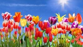 tulipan nebe